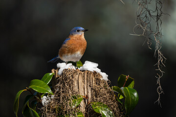 Bluebird on snow-covered tree stump with red berries