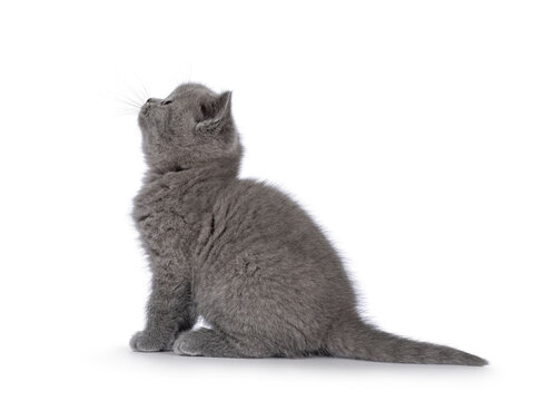 Cute grey British Shorthair cat kitten, sitting up side ways. Looking up, side ways and away from camera. Isolated on a white background.