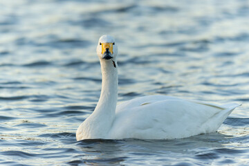 海藻を食べながら泳ぐコハクチョウ