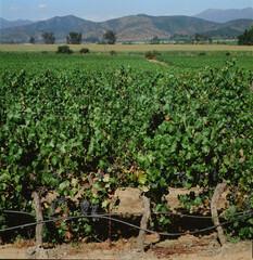 chilean vineyards in late summer in vina del mar, close to the capital santiago de chile