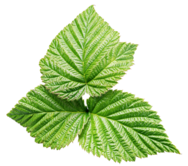 Raspberry green leaf isolated on transparent background