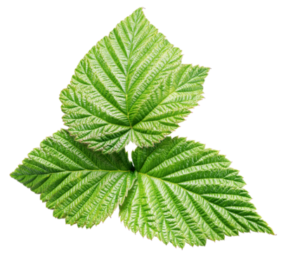 Raspberry green leaf isolated on transparent background