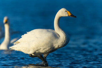 浅瀬を歩くコハクチョウ
