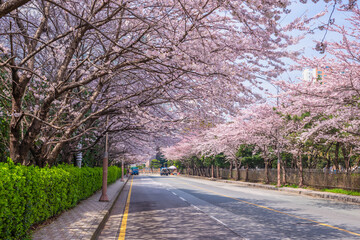 Cherry Blossom at Haeundae Dalmajigil Road, Busan South Korea © Noppasinw