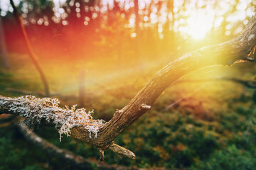 Beautiful Sunset Sun Sunshine In Sunny Autumn Coniferous Forest. Sunlight Sunrays Shine Through Fallen Tree Trunk. Autumn Season. Sunset Sunrise In Summer Forest Trees. Bright Sunshine.