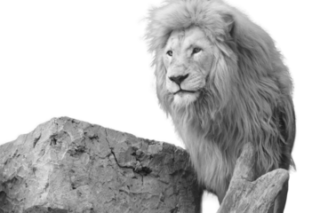 Black and white lion profile with rock and wood
