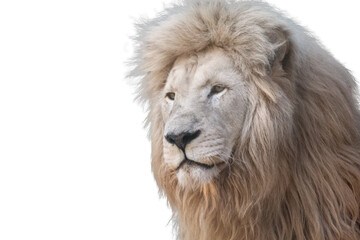 White lion portrait, left profile close-up, isolated