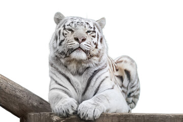 White tiger on transparent background, isolated