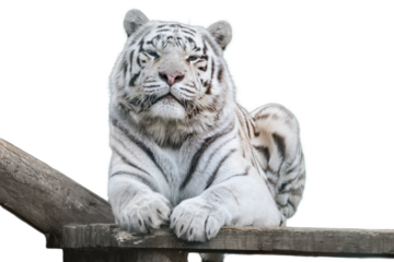 White tiger on wooden deck on isolated background