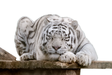 White tiger sleeping portrait, isolated background