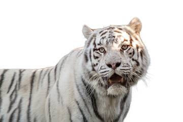 White tiger with black stripes, contrast portrait