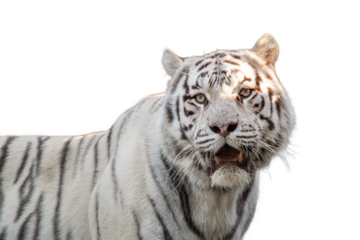 White tiger with black stripes, contrast portrait