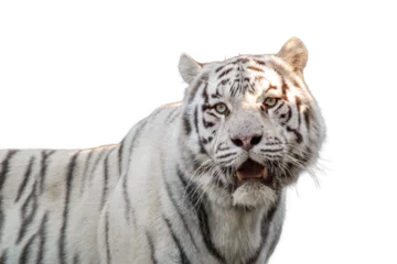 Zelfklevend Fotobehang White tiger with black stripes, contrast portrait © Kathrine Andi