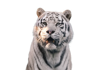 White tiger with black stripes, isolated portrait