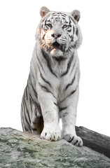 White tiger with black stripes sitting on rock