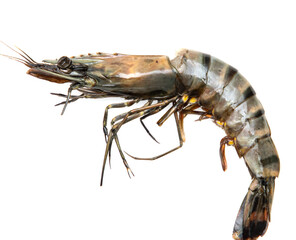 fresh large shrimp on a white background