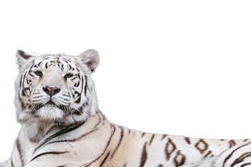 White tiger with black stripes, isolated portrait