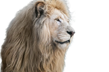 White lion portrait, isolated close-up