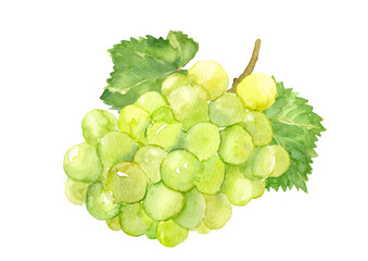 葉っぱのついたシャインマスカット　水彩イラスト