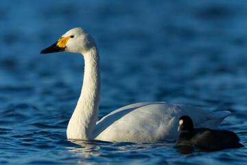 大きな川のコハクチョウ