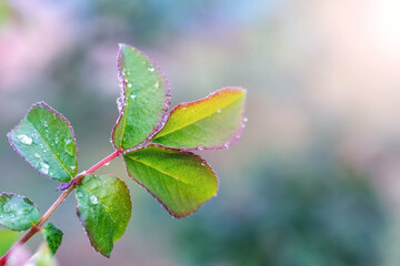 A branch of a rose with green leaves and raindrops on a leaf
