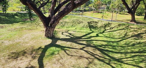 Trunk and shadow of big tree branch on grass in hot summer sun. the shade of the branches on the lawn in the park
