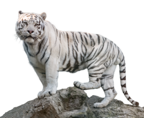 White tiger with black stripes standing on rock