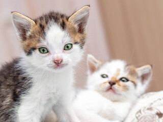 Two small cats are resting on the bed in the bedroom