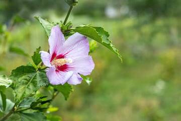 Pink hibiscus with raindrops on the bushes in the garden