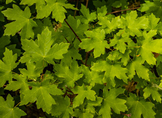 Fototapeta na wymiar Big-tooth Maple Leaves Are Bright Green At The End of Spring