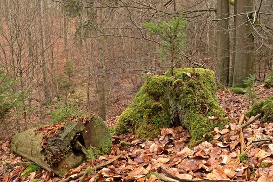 HJunge Fichten wachsen auf alten bemoosten Baumstümpfen im Nationalpark Kellerwald