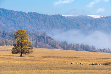 Majestic autumn mountain landscape. A herd of sheep grazes in a meadow near golden larch tree with forest and blue sky with clouds in the background. Altai