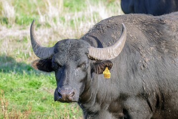 Schwarzer B&uuml;ffel