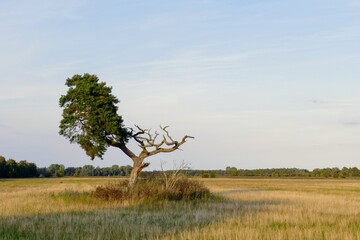 Sterbender Baum