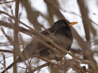 Blackbird (Turdus merula) in winter time.