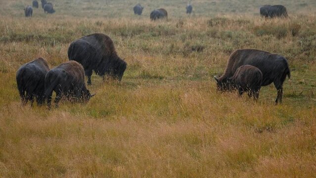 A herd of plains bison under the rain eating grass in the Hayden in a Yellowstone National Park near geysers. 