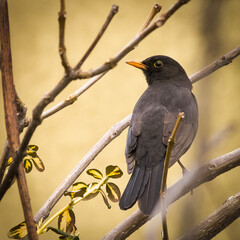 Blackbird (Turdus merula) in spring time.