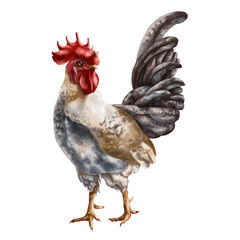 A grey rooster with spots and a full-length red crest. Digital illustration. Isolated objects. From the farmer's collection. For compositions, designs, prints, stickers, posters, postcards © Helenika