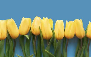 Obraz premium Flowers composition. Yellow tulip flowers on soft blue background. Spring, summer concept