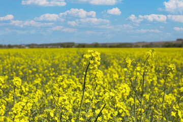 Agricultural field with rapeseed plants. Rape flowers in strong sunlight. Oilseed, canola, colza. Agriculture of Ukraine. 