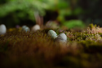 Easter eggs on green moss background with blurred background. Spring concept