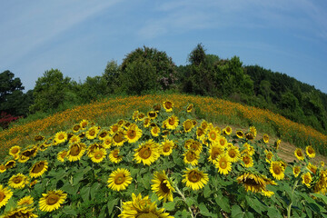 Fisheye view of Dix Park sunflowers in Raleigh