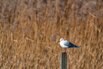 Seagull sitting on a pole with reed in the background