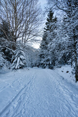 Winterlandschft im Nationalpark Harz