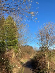 Landschaft mit Feldweg am Waldrand im Winter, bevor der Frühling kommt