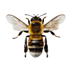 Foto auf Acrylglas Biene honey bee topview isolated on transparent background cutout