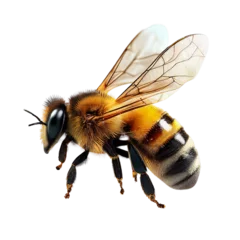 Abwaschbare Fototapete Biene honey bee walking isolated on transparent background cutout