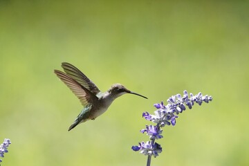 Fototapeta na wymiar Juvenile Ruby-Throated hummingbird hovering over lavender blossoms. 