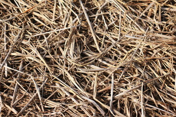 Dry Straw Texture After Exposure to Sunlight
