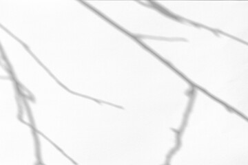 Blurred overlay effect for for natural light photo effects. Gray shadows of tree branches on a white textured wall. Abstract neutral nature concept background for poster design presentation. 